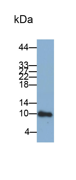 32823