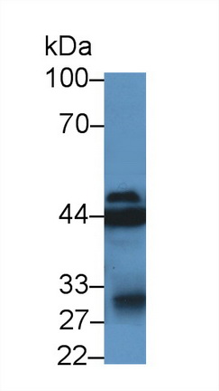 14131