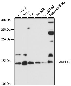 Валидация Elabscience E-AB-90491
