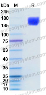 EHC83102, SDS-PAGE