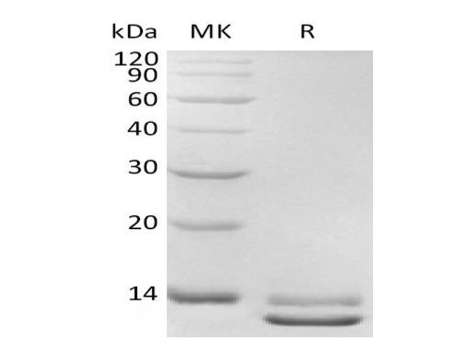 Валидация Elabscience PKSH033140(3498)