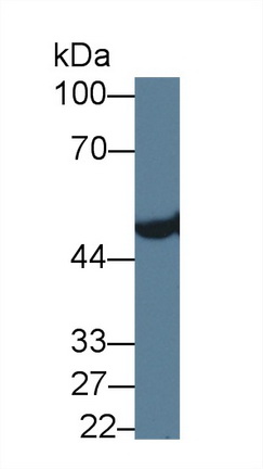 14153