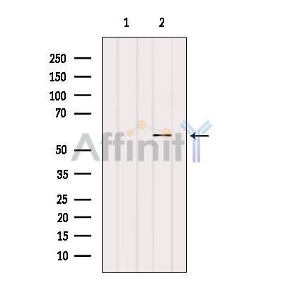Валидация Affinity DF9768 - 22600
