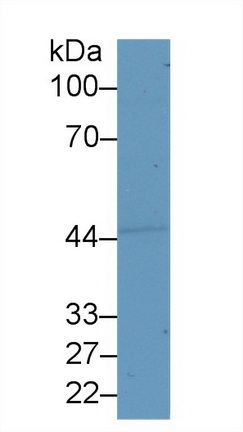 9250