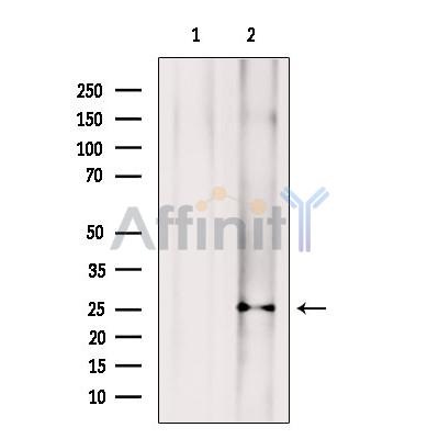 Валидация Affinity DF13219 - 8239