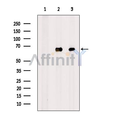 Валидация Affinity AF6387 - 3685