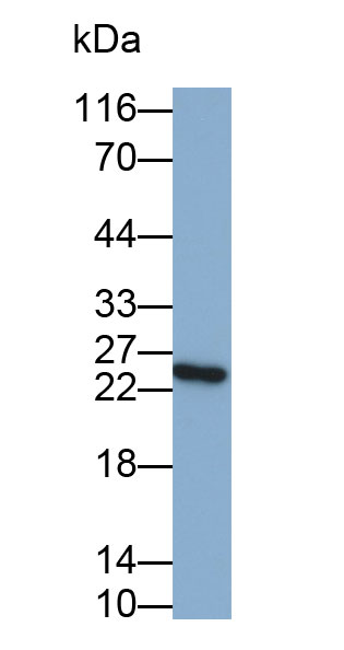 22904