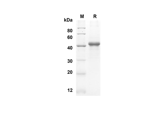Валидация Elabscience PDMH100209(836)