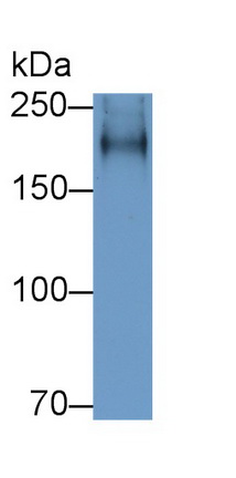 57293