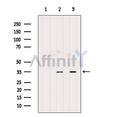 Валидация Affinity AF4113 - 2168