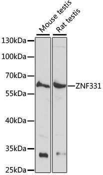 Валидация Elabscience E-AB-65330