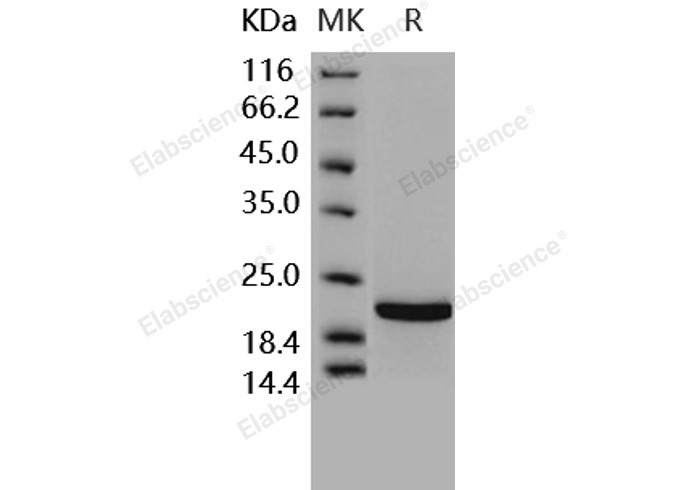 Валидация Elabscience PKSH031634(2294)