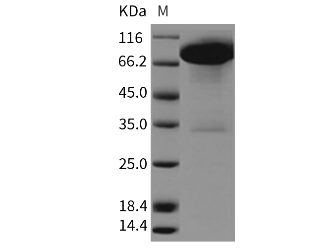 Валидация Elabscience PKSR030165(5531)