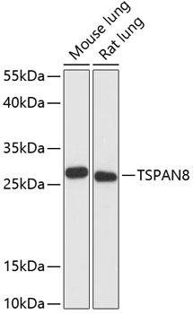 Валидация Elabscience E-AB-64521