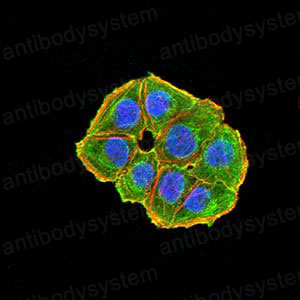 Валидация IF - AntibodySystem RHE31202
