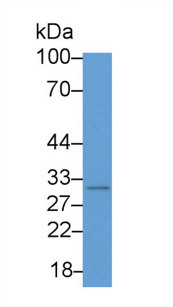 20458