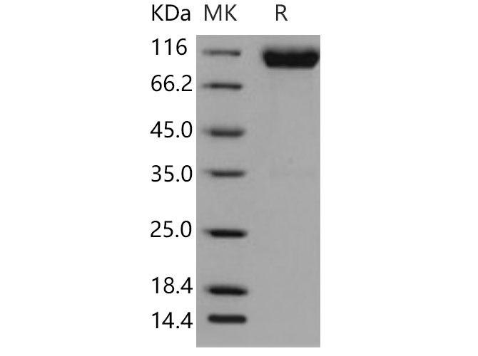 Валидация Elabscience PKSM040822(4786)
