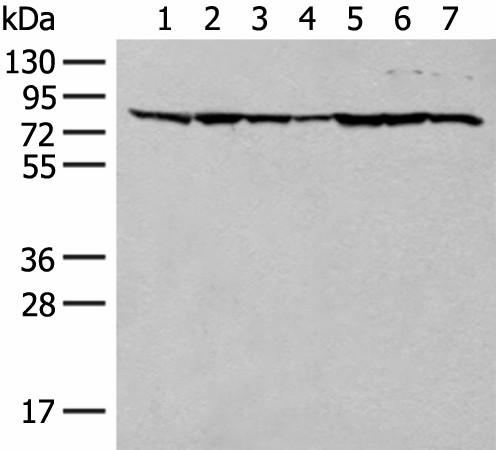 Валидация Elabscience E-AB-52657