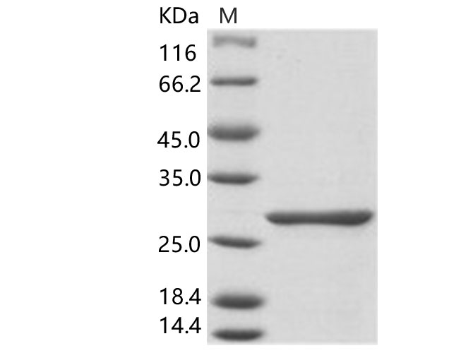 Валидация Elabscience PKSV030247(6013)