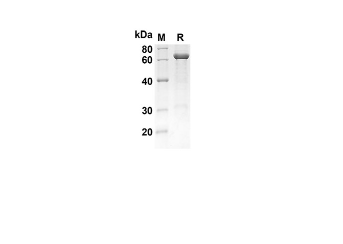 Валидация Elabscience PDEH100548(64)
