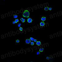 Валидация IF - AntibodySystem RHC18703