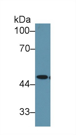 9694