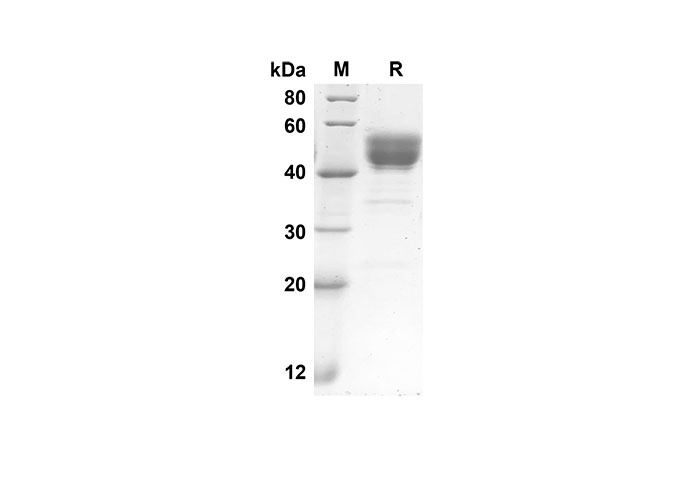 Валидация Elabscience PDMH100230(855)