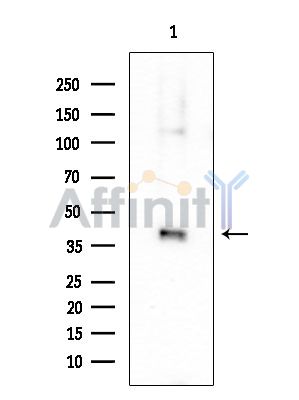 Валидация Affinity DF15350 - 11649