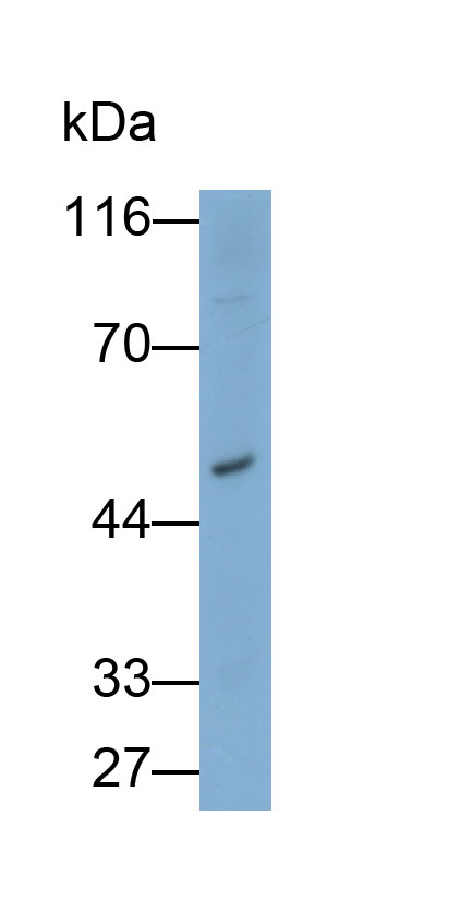 32038