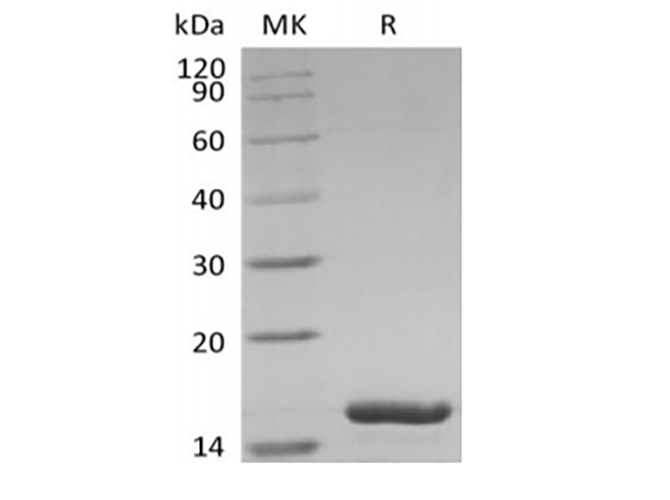 Валидация Elabscience PKSH033873(4107)