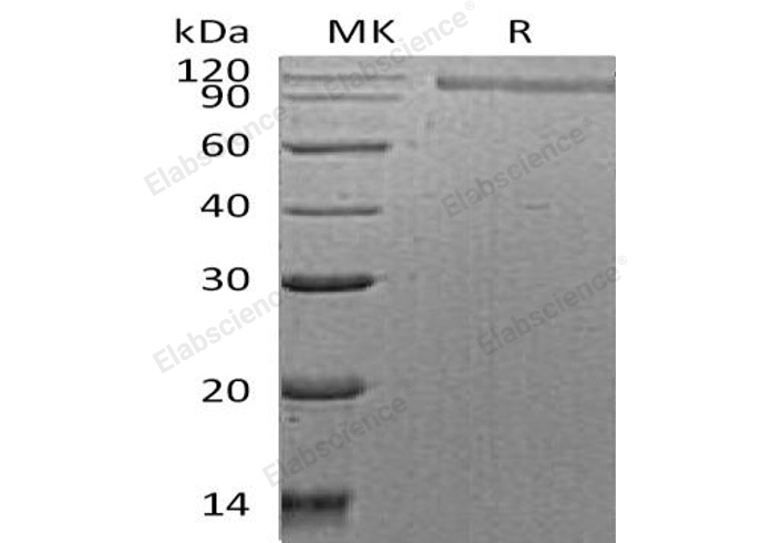 Валидация Elabscience PKSH032988(3376)