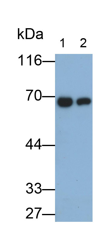 32560