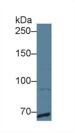 8888
