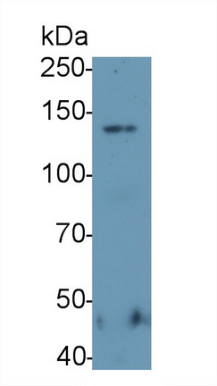 65058