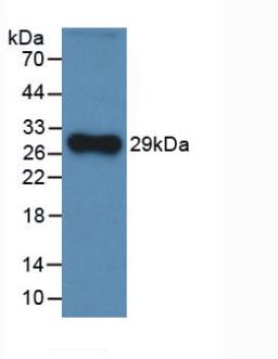 61242