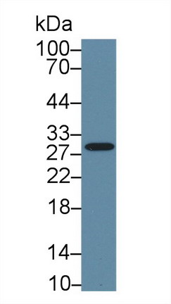 8512