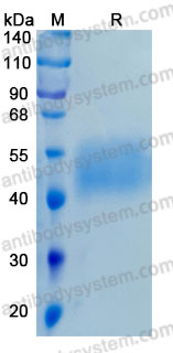 Валидация AntibodySystem AHE03401