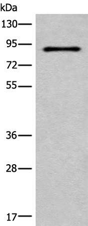 Валидация Elabscience E-AB-52507