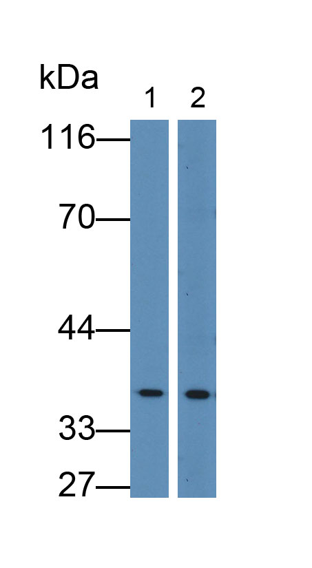 6319