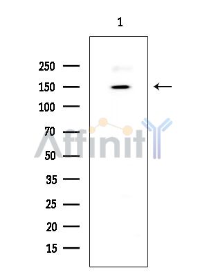 Валидация Affinity DF8508 - 20369