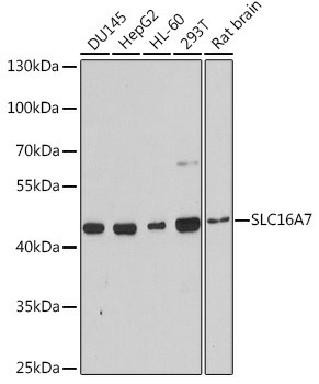 Валидация Elabscience E-AB-93377