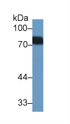 10042