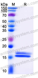 EHC95401, SDS-PAGE