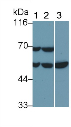 54958