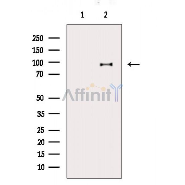 Валидация Affinity DF9027 - 21260