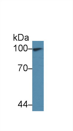 12977
