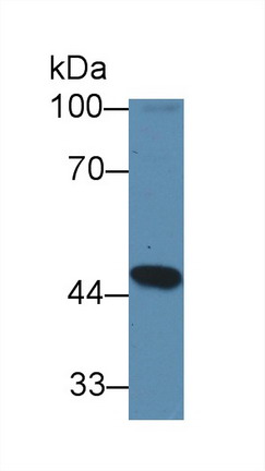 8961