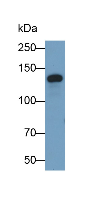 50007