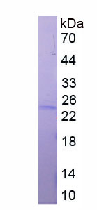 65517