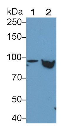 56566
